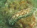 holoturia, equinodermo holoturoideo