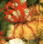 lirio de mar, equinodermo crinoideo