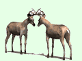 Animales luchando