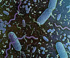 Distintos tipos de bacterias