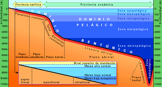 "Zonación marina"