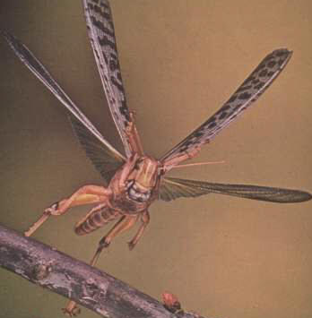 El vuelo de un insecto requiere un sistema nervioso muy preciso