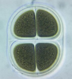 Chroococcus turigidus es un tipo de alga cianofícea