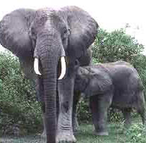 Mamífero, elefante, perteneciente al Reino Animales