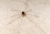 Los opiliones pertenecen al orden Falángidos