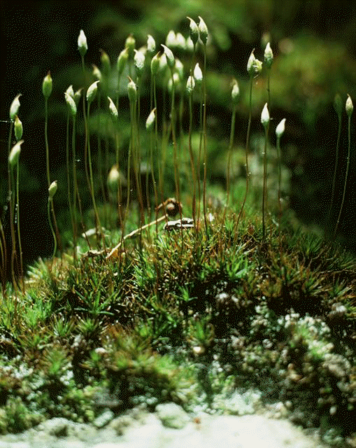 Polytrichum juniperinum