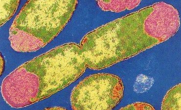 División bacteriana por bipartición