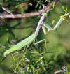 La mantis religiosa pertenece al orden Orthoptera. Es un Mántido.