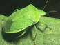 Las chinches pretenecen al orden Hemiptera