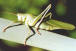 Tettigonia verdissima es un saltamontes. Pertenece al orden Orthoptera. Es de la familia Tetigonidae.