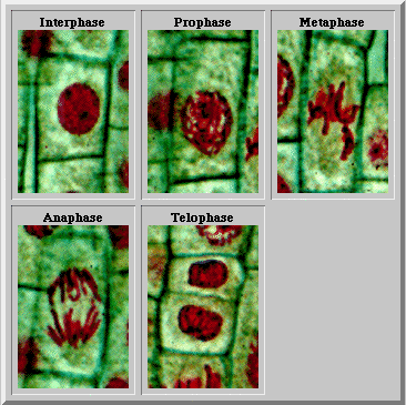 "Mitosis en Meristemos"
