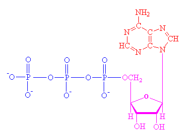 "ATP"