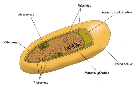 "Célula Procariota"