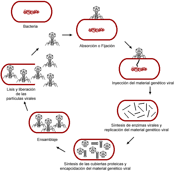 "Ciclo vital de un virus"