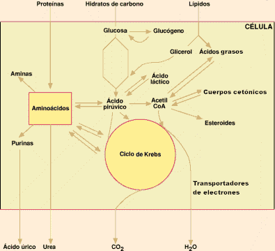 "Metabolismo"