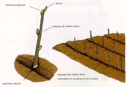 "Esquejes"