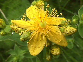 "Flor hermafrodita"