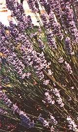"Lavanda"