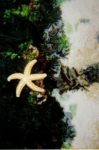 Estrella de mar
