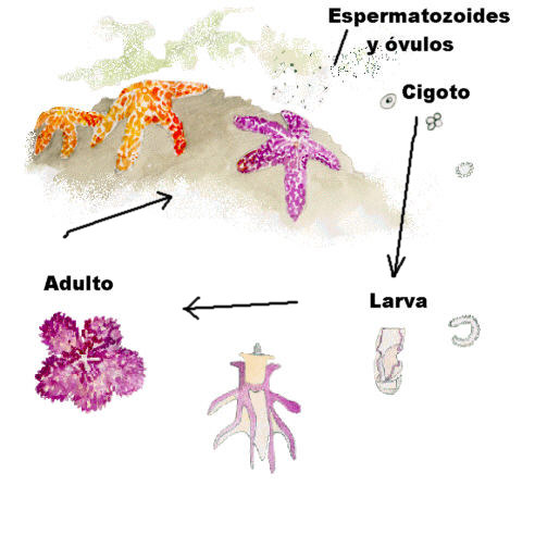 "Ciclo de una estrella de mar. Adaptado de web.mit.edu "