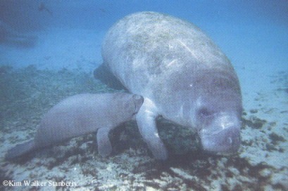 "Cría de manatí mamando. Tomada de www.savethemanatee.org"