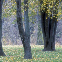 "Árboles"