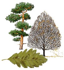 "Árboles"