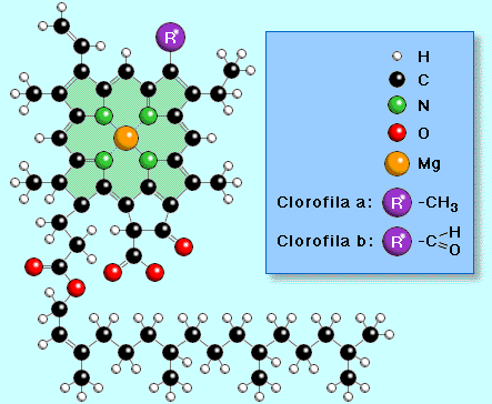 "Clorofilas"