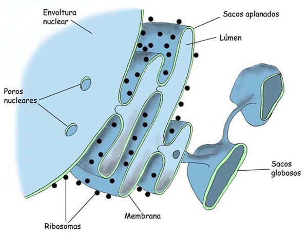 "Retículo Endoplasmático"