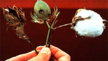 Plantas de algodn atacadas por insectos, y protegidas por un gen 