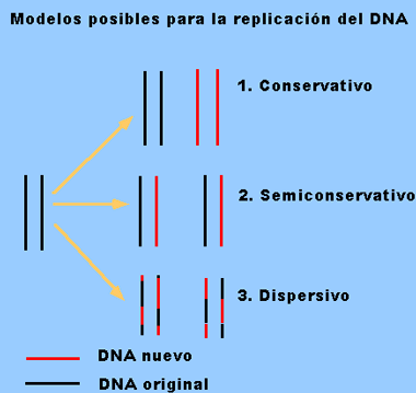 Existen tres posibles modelos para la replicación: Conservativo, semiconservativo y dispersivo.