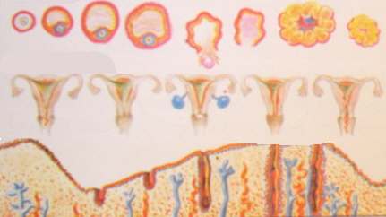 Ciclo Menstrual