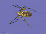 Araña1