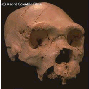 Cráneo de H. heidelbergensis de la excavación de Atapuerca (Burgos)
