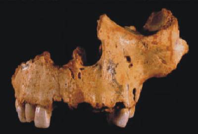 Homo antecessor