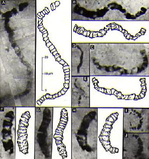 "Microfósiles de Marble Bar. Tomada de www.astrobiology.ucla.edu"