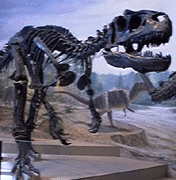 Huesos de dinosaurio. Tomada de www.washington.edu