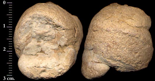 Coprolito de carnívoro. Tomada de candoni1.chez.tiscali.fr
