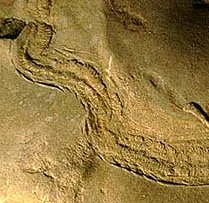 Pista de reptación de trilobites (cruziana). Tomada de www.aloha.net