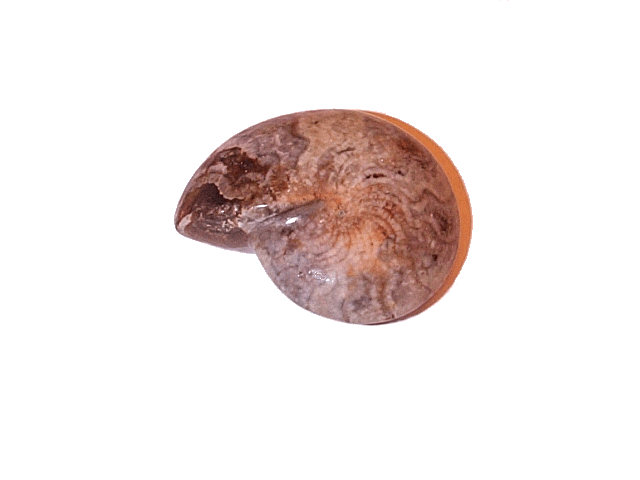 Goniatites