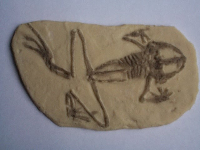 Rana pueyoi
