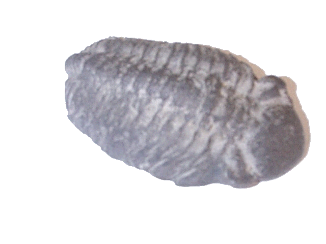 Trilobites