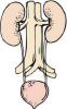 Aparato excretor