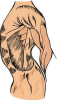 Sistema muscular