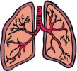 Aparato respiratorio