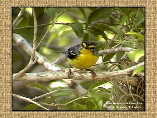 Click para el canto de la Reina Mariposera