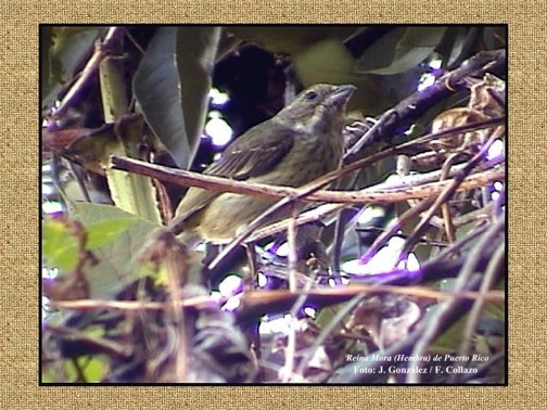 Click para el canto de la Reina Mora