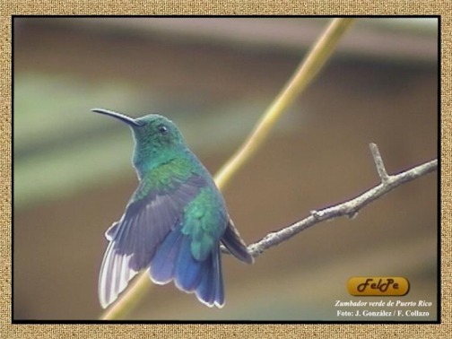 Click para el canto del Zumbador Verde