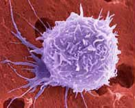 Imagen microscópica de una célula