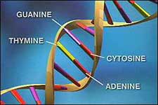  Hélice de ADN